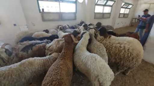 زراعة البحر الأحمر توفر خراف...