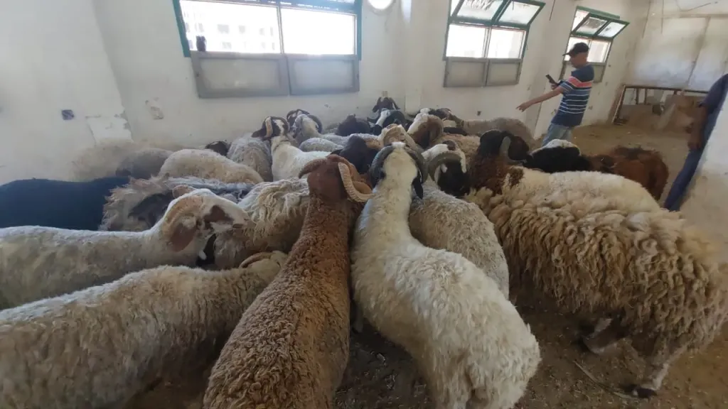 خروف العيد