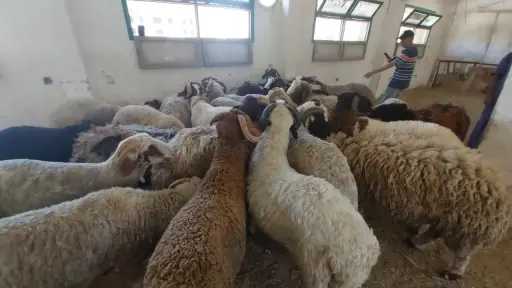 فتح المجازر مجانا وغرامة 50...