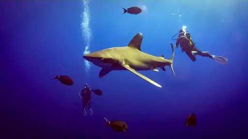 أعماق جزر «الإخوين»… متحف مفتوح...